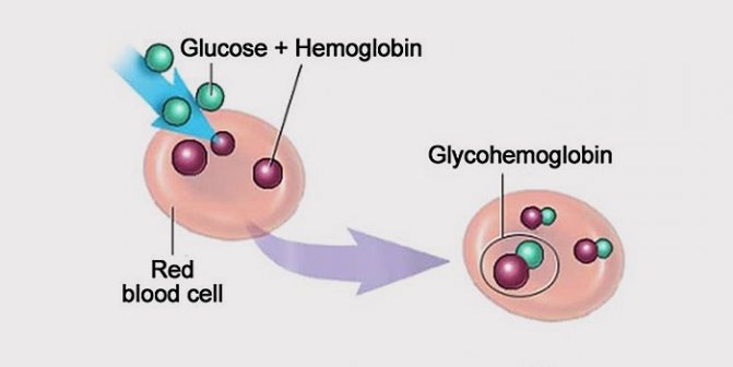 Что показывает гликозилированный гемоглобин?