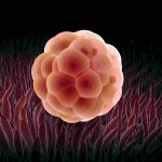 Деление эмбриона на первой стадии