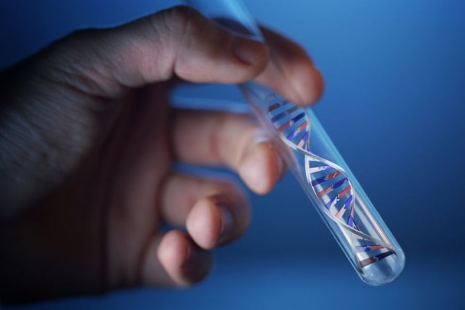 ДНК диагностика мазка из ануса