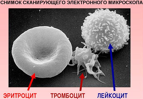 Форменные элементы крови под электронным микроскопом
