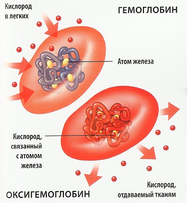Функции гемоглобина