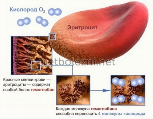 Функция эритроцитов в организме человека