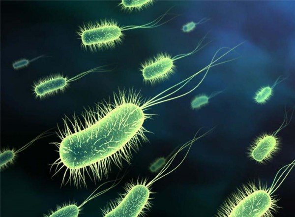 Недостаток полезных бактерий в кишечнике приводит к дисбактериозу