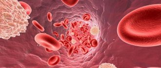 Поток крови в кровеносной системе взрослого человека