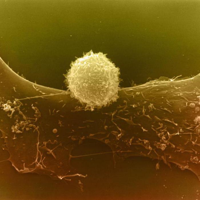 Продолжительность жизни лейкоцитов: жизненный цикл, образование и разрушение