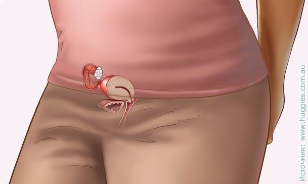 Продвижение оплодотворенной яйцеклетки по маточной трубе
