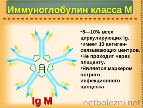 Роль LgM в организме