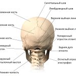 Строение черепа (вид сзади)