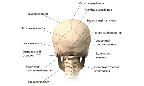 Строение черепа (вид сзади)