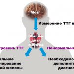 Ттг - секреторное вещество щитовидки