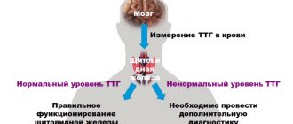 Ттг - секреторное вещество щитовидки