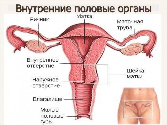 Женские внутренние половые органы